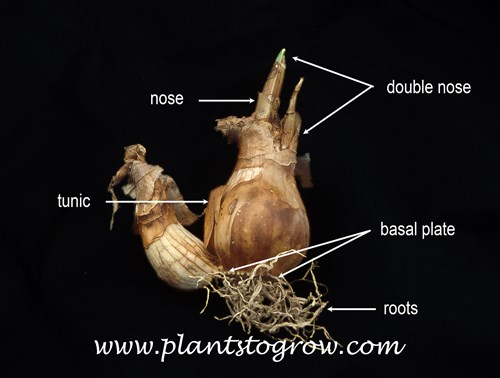 The parts of Daffodil: nose, double nose, basal plate, tunic and roots.